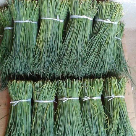 民勤沙葱色泽深绿质地脆嫩性真品沙葱籽沙葱一件代发