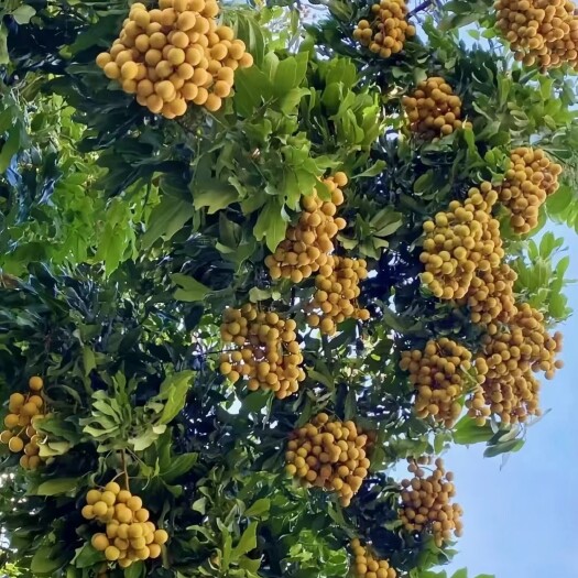 漳州四季蜜龙眼苗  四季蜜龙龙眼