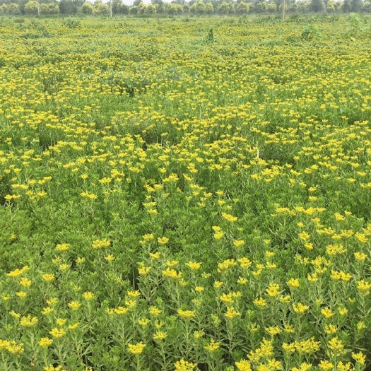 枣强县救心菜