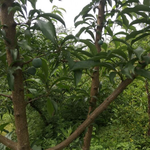 酉阳蜂糖李 重庆市重庆市酉阳土家族苗族自治县 
