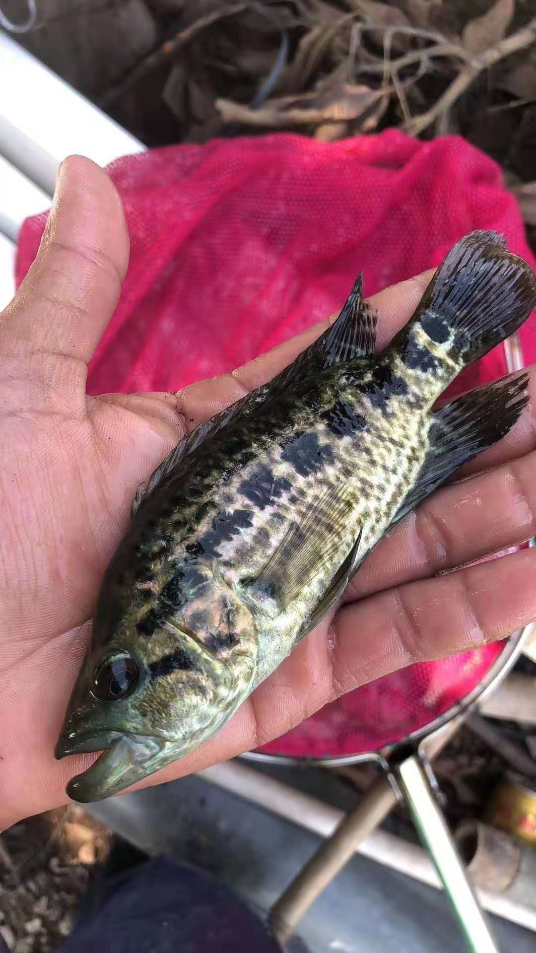 淡水石斑鱼苗，产地直供，技术指导，可视频看货。