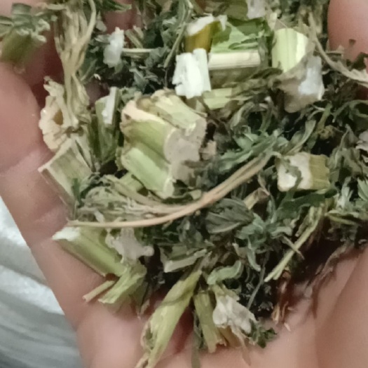 亳州 益母草前期的不开花颜色青。益母草