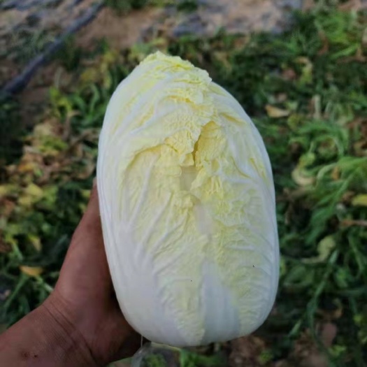 定西黄心娃娃菜 高原夏菜质量好颜色正诚信第一有需要的可以联系我