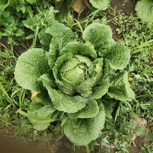 围场县黄心大白菜 玲珑黄大白菜