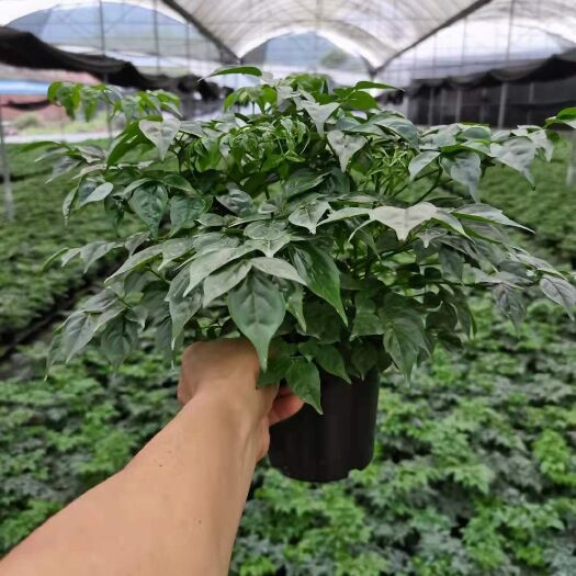 广州幸福树盆栽 140幸福树