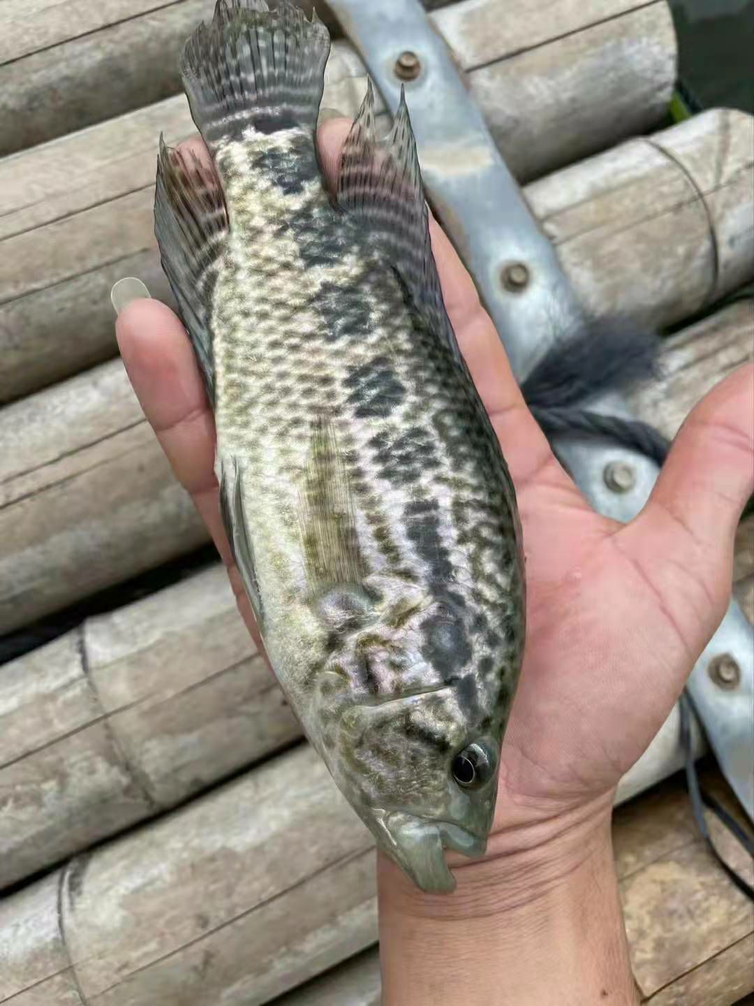 淡水石斑鱼苗，产地直供，技术指导，可视频看货。