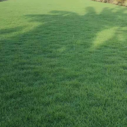 佛山马尼拉草皮 马尼拉草卷