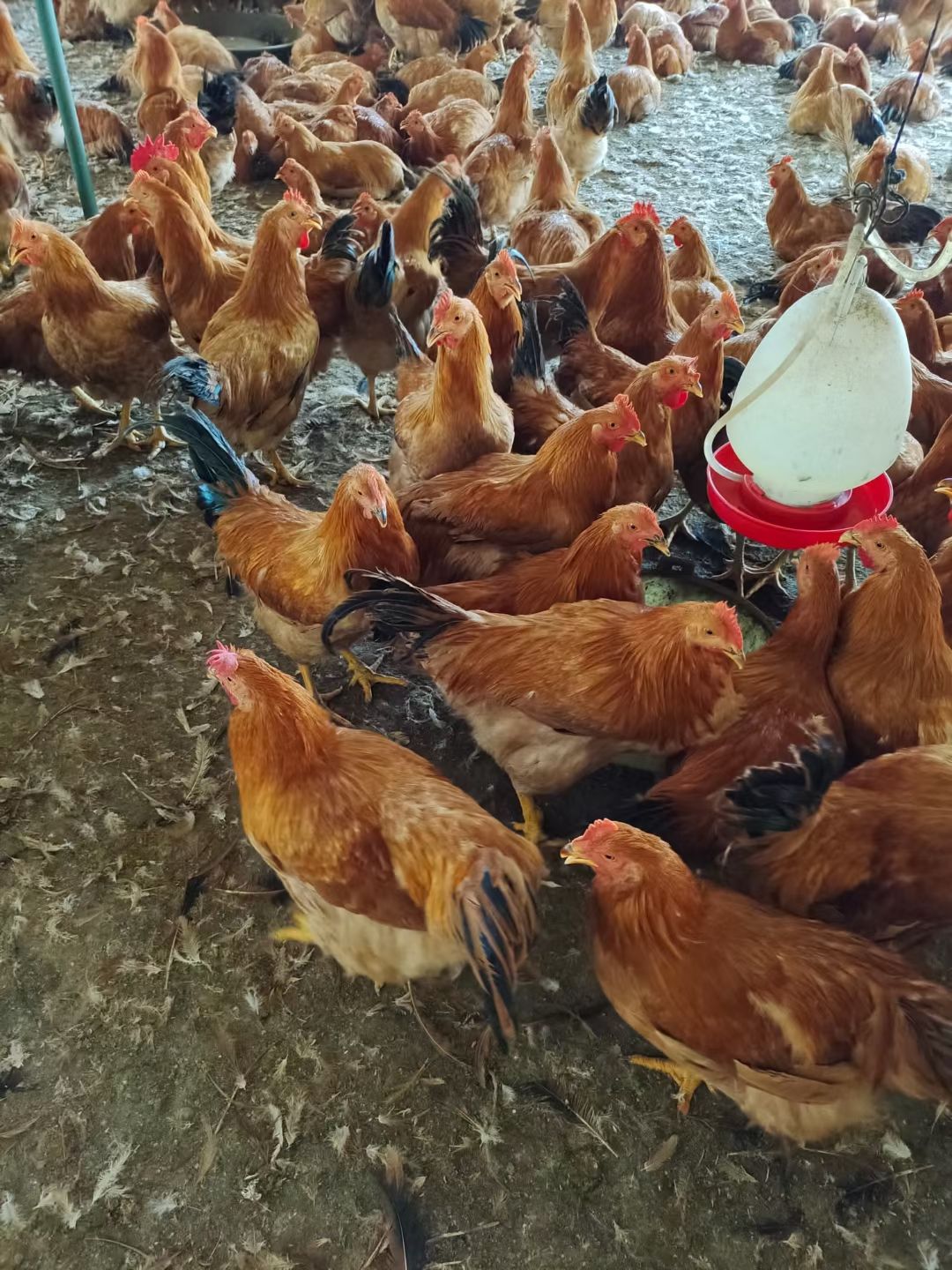 岭南王阉鸡，140天，均重5.23斤，鸡健康漂亮