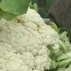 定西白花菜花  高原夏菜质量不错诚信第一有需要的可以联系我