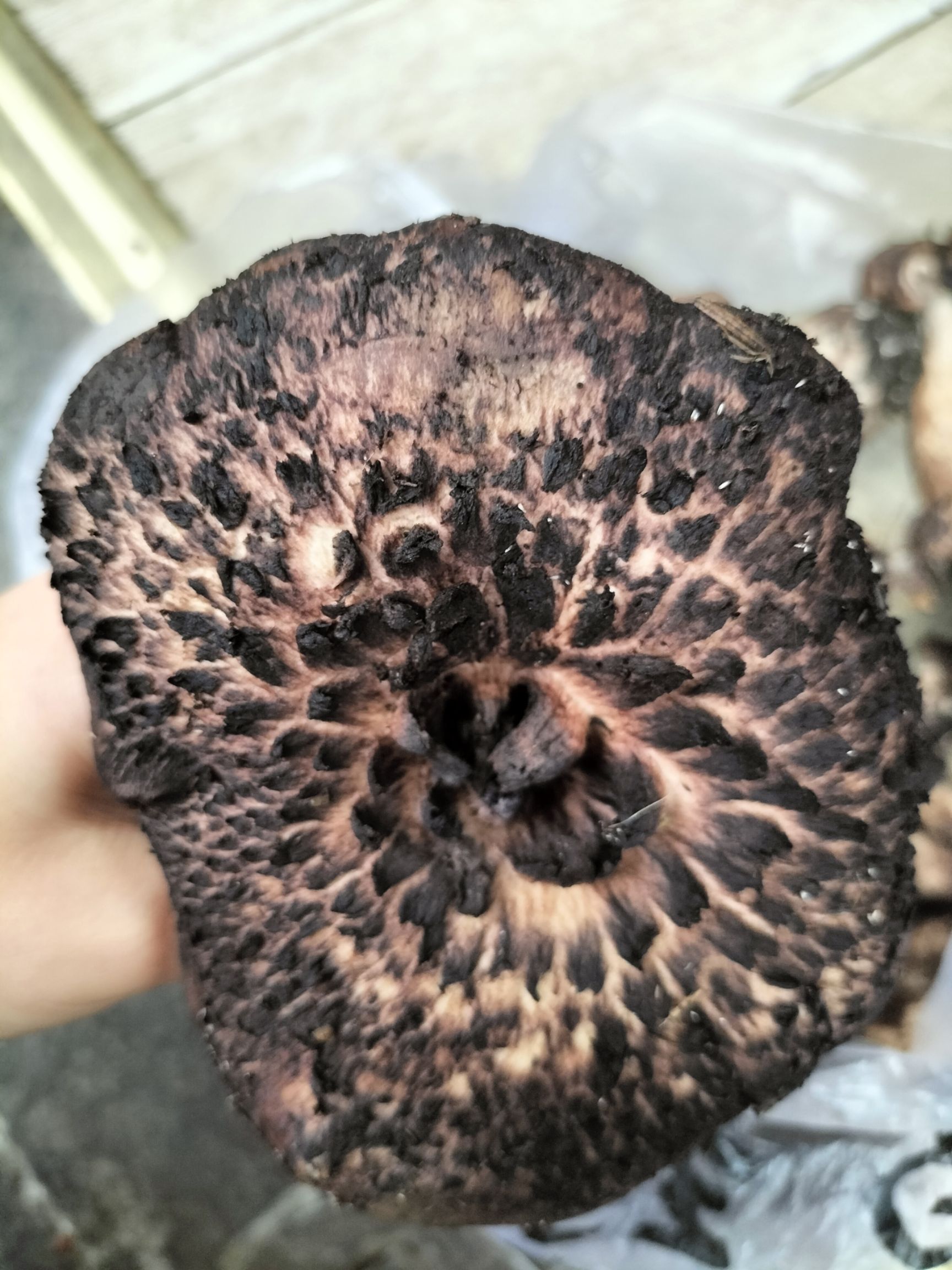  虎掌菌