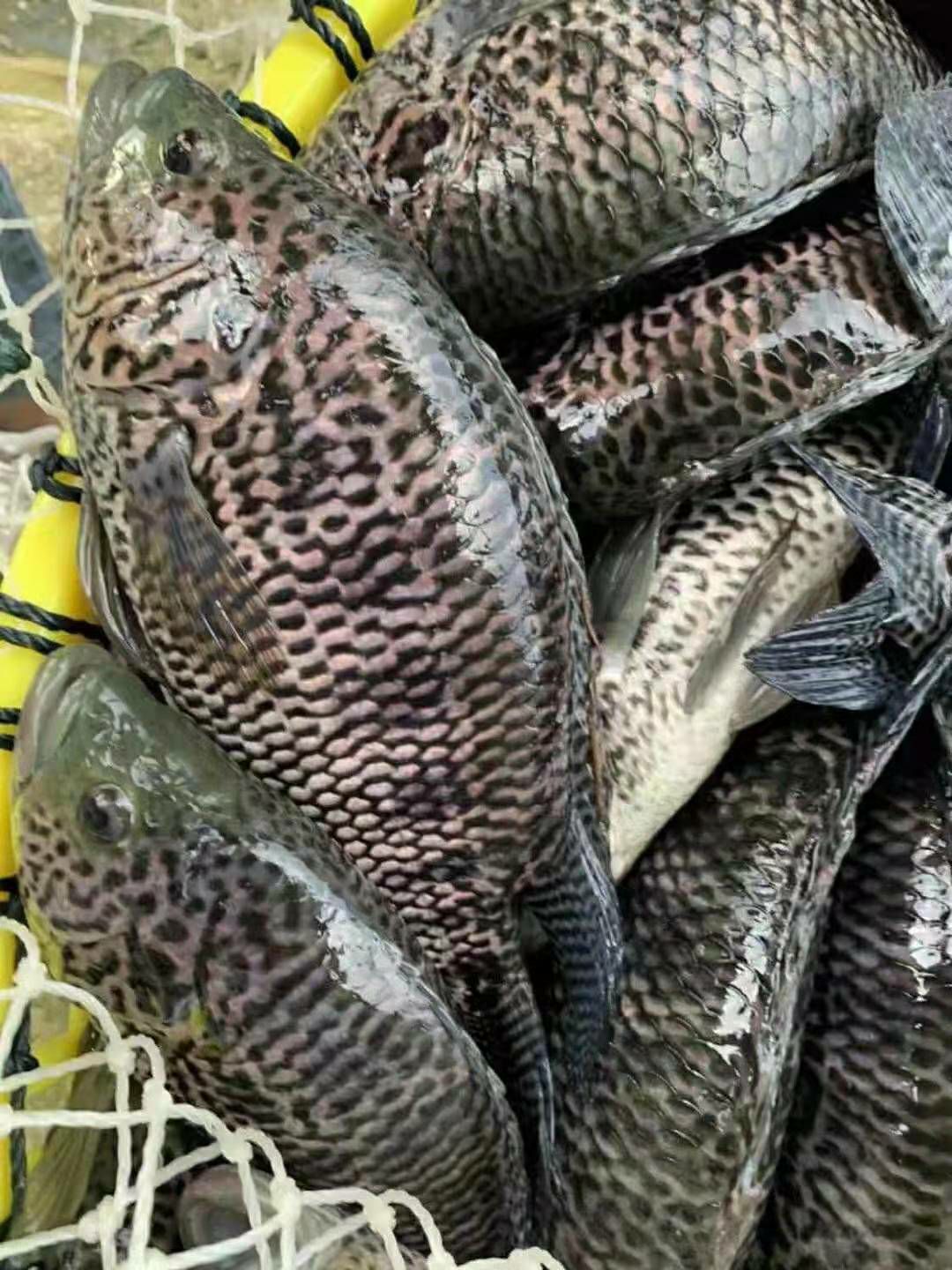 淡水石斑鱼苗，产地直供，技术指导，可视频看货。