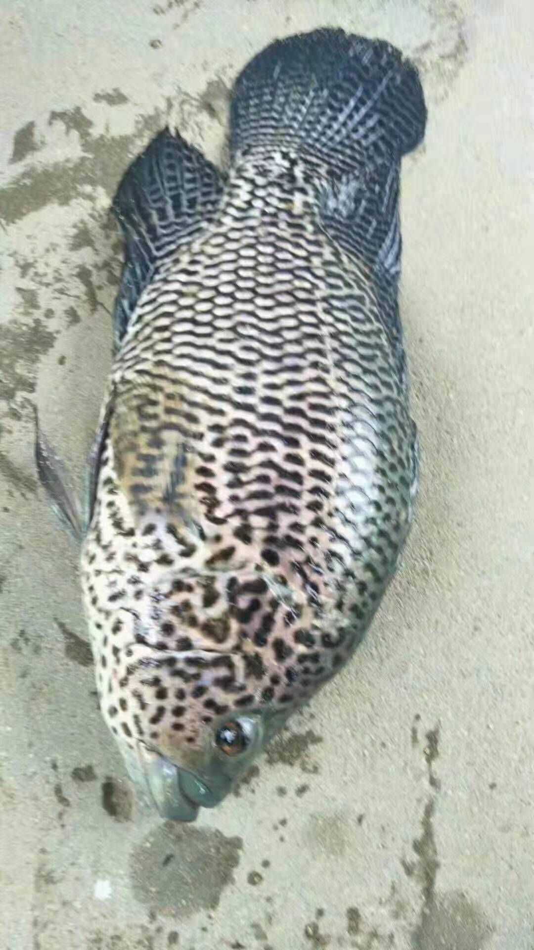 淡水石斑鱼苗，产地直供，技术指导，可视频看货。