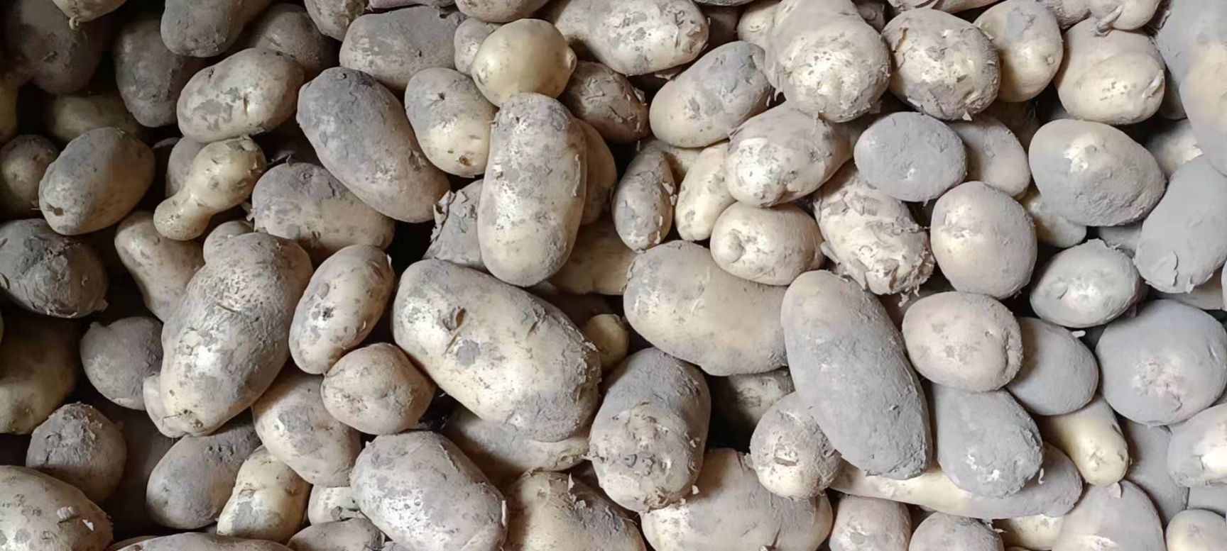  荷兰十五黄皮黄心土豆