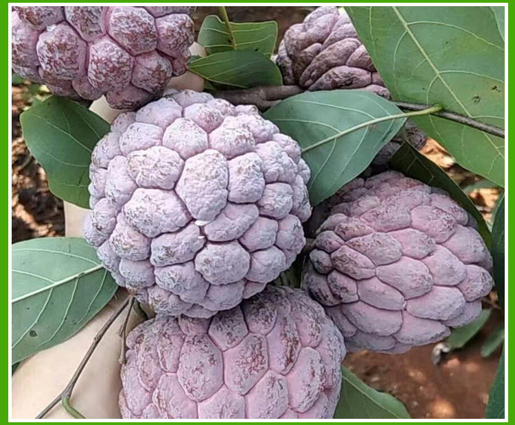 释迦果 【果中贵族】玫瑰释迦水果新鲜牛奶果佛头果番荔枝