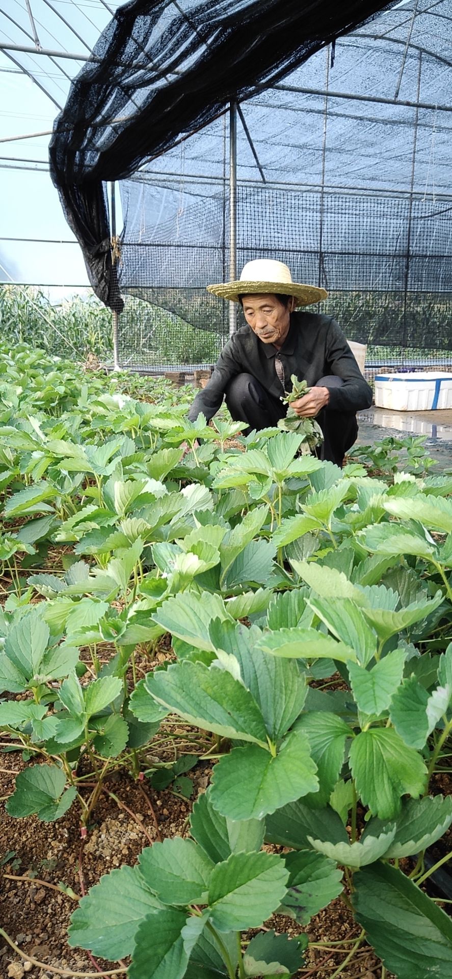  久久红颜草莓苗，四季草莓苗 蒙特瑞  圣安 等