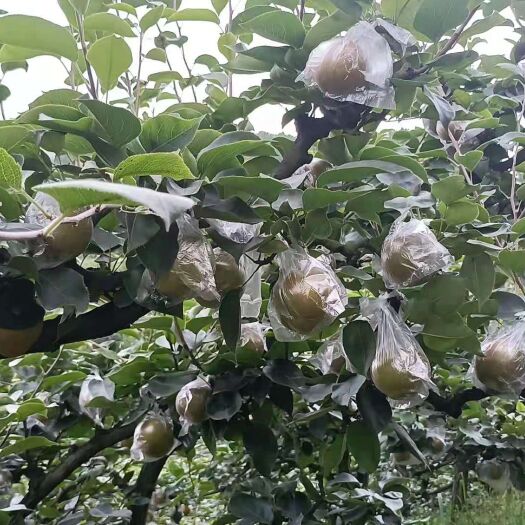 重庆市 永川黄瓜山，黄花梨现已大量上市，欢迎大家前来采购
