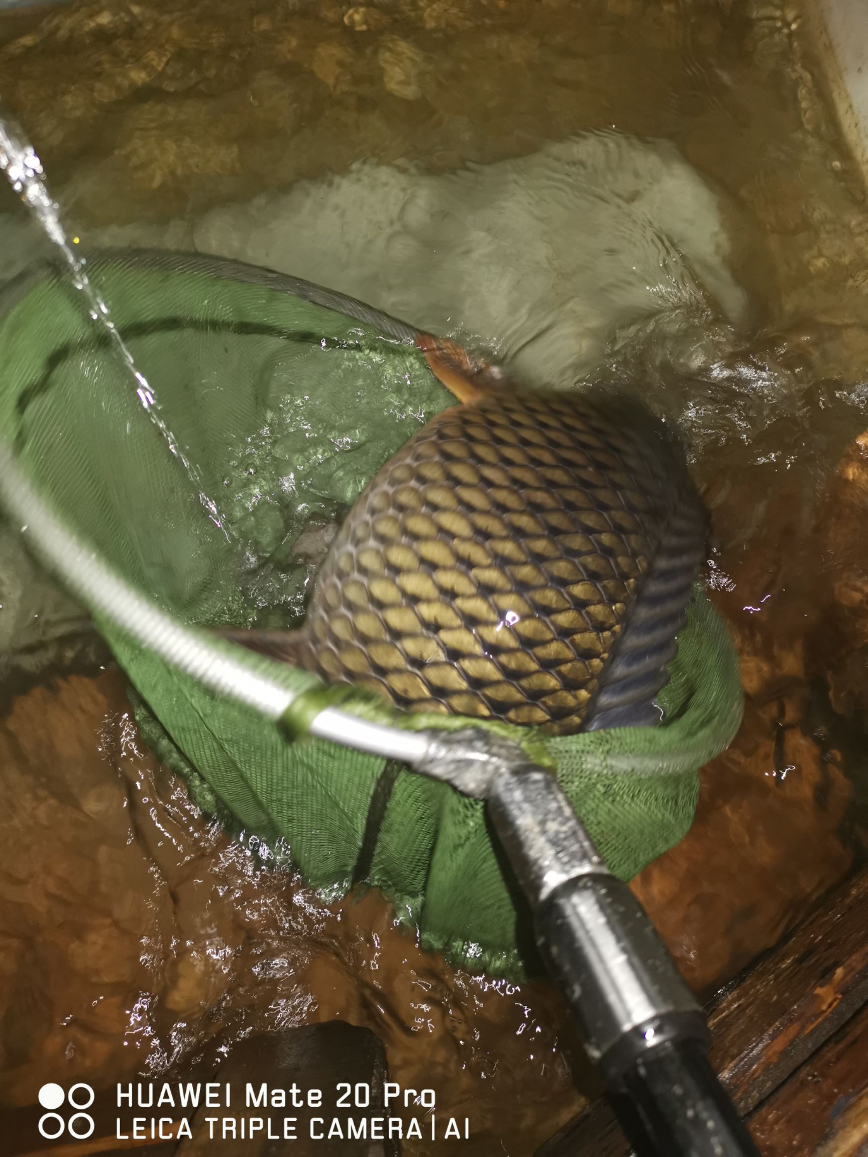 黄鲤鱼  水库鲤鱼大规格，温州苍南，饮水水源，放养，送人佳品