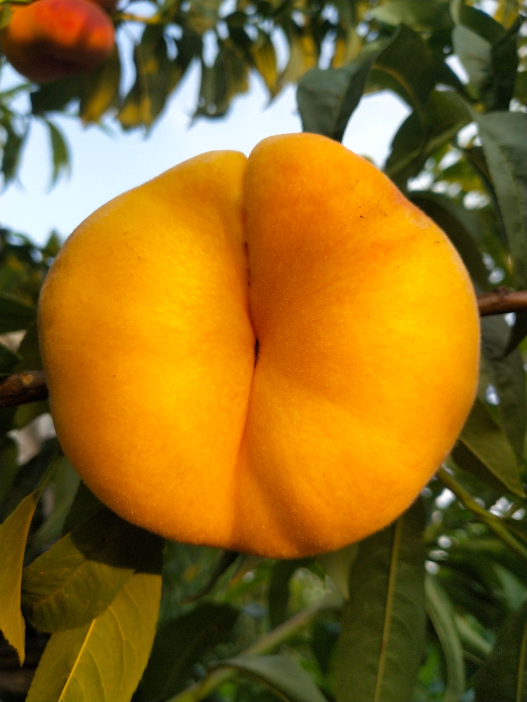 黄蟠桃 黄金蟠桃