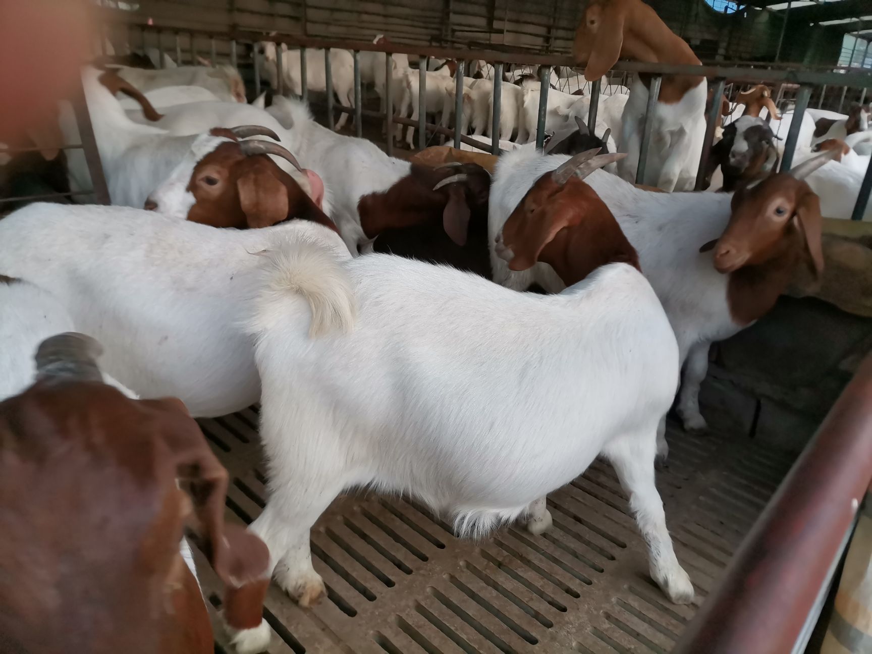 波尔山羊头胎受孕基础母羊产崽率高