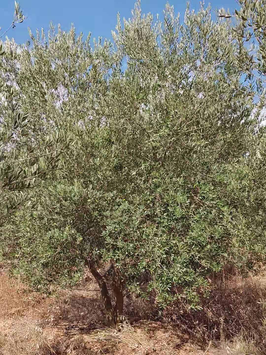 油橄榄苗  油橄榄树，各种规格都有