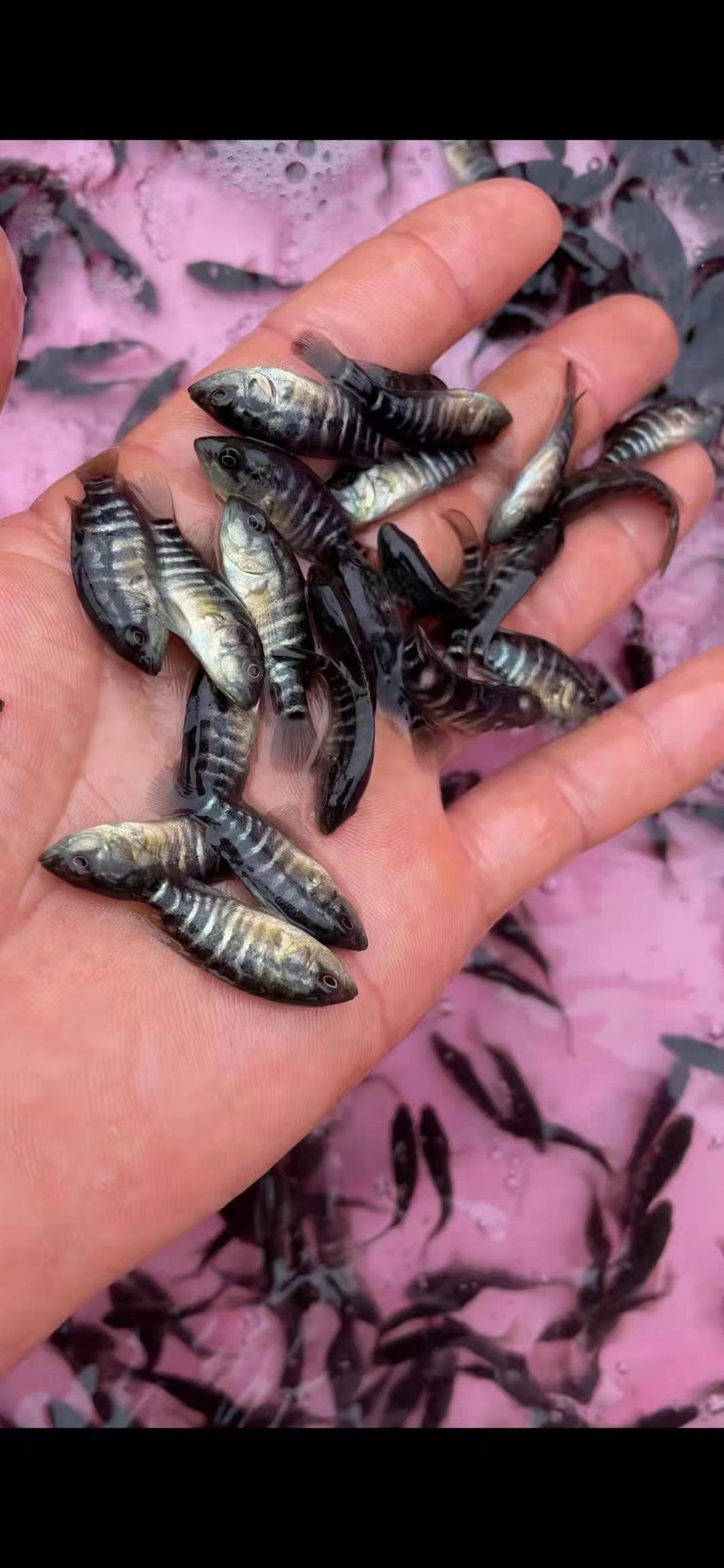 淡水石斑鱼苗，产地直供，技术指导，可视频看货。