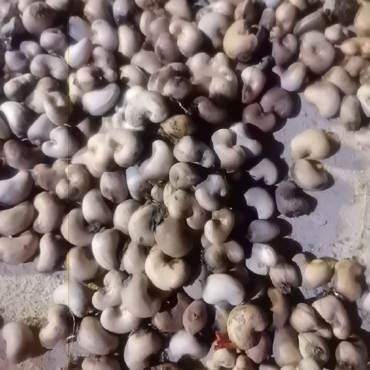 乐东县 海南腰果