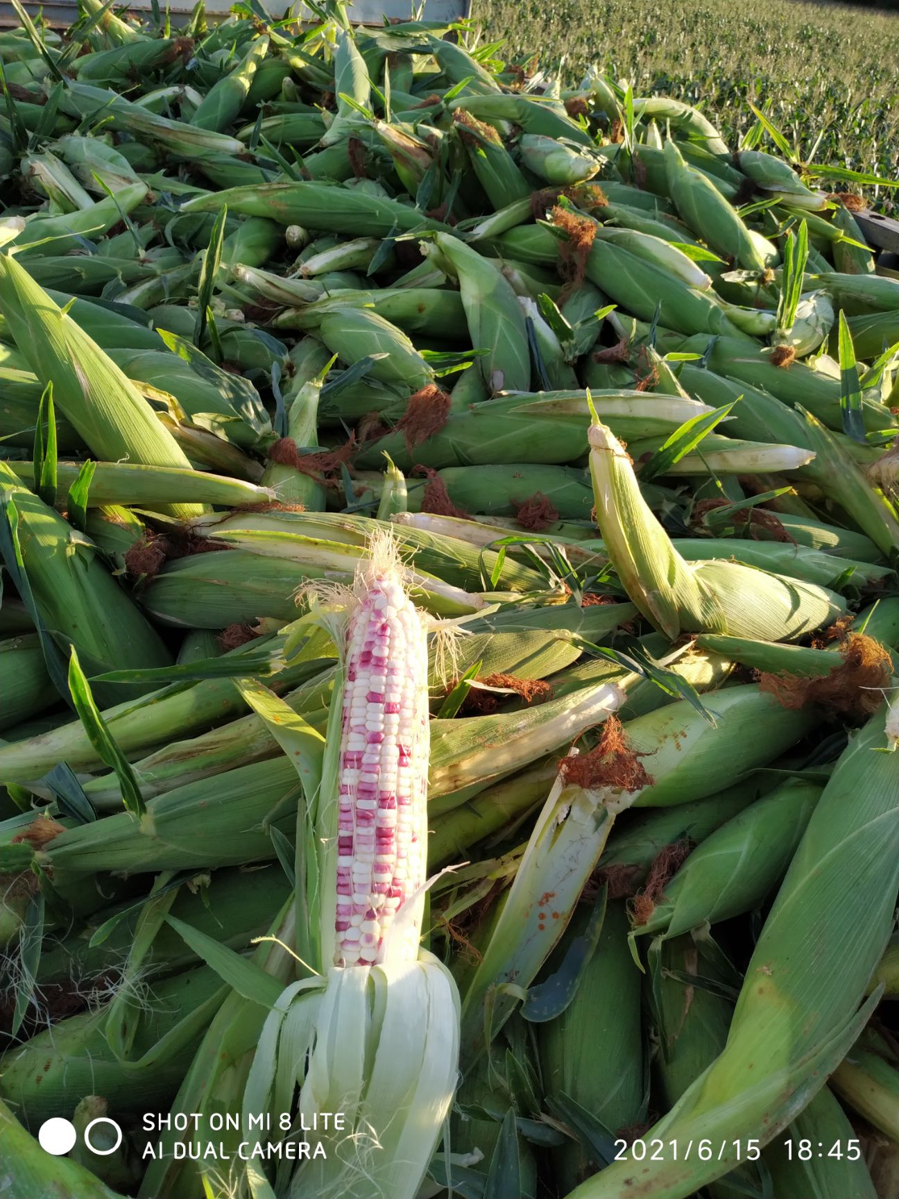 2018宝宝彩甜糯  2018宝马彩甜糯种子