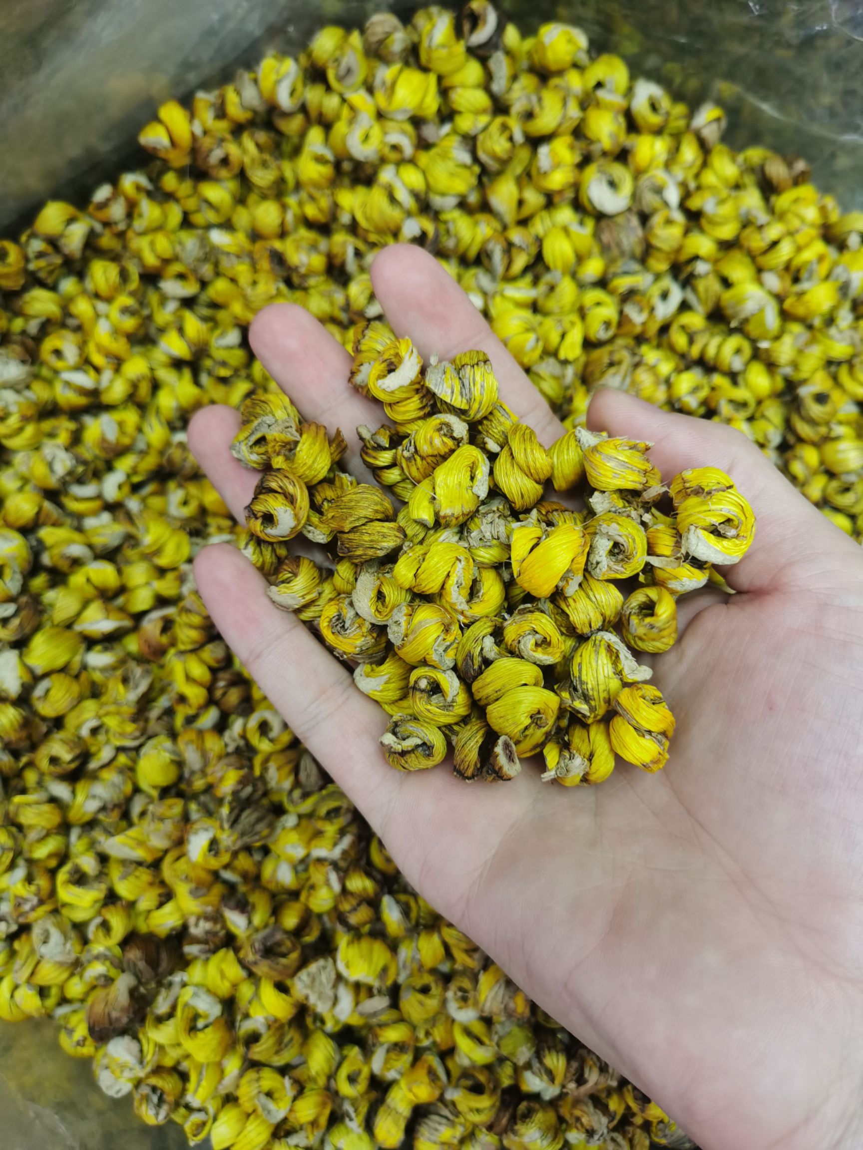  毛兰石斛【热销产品】大量供应  价格不贵  云南发货