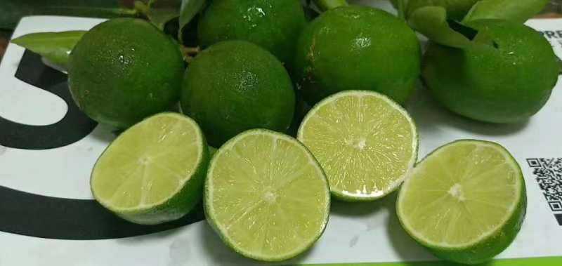 隆安县香水柠檬 四季香水无籽柠檬，果皮薄，水分足，有香味。
