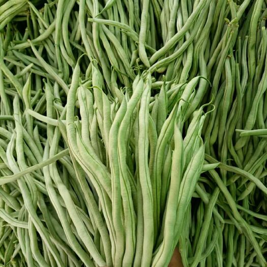 武山县架豆王豆角  精品豆王