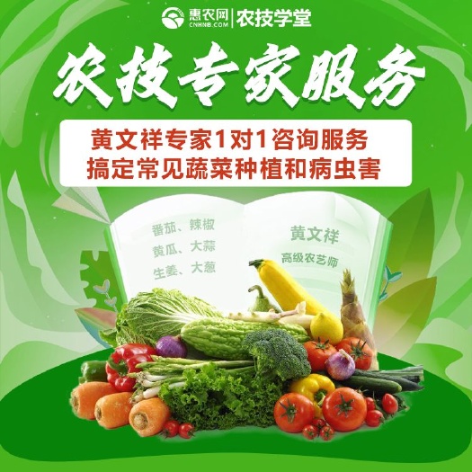 蔬菜种植技术 农技人员 高级农艺师黄文祥，蔬菜技术指导
