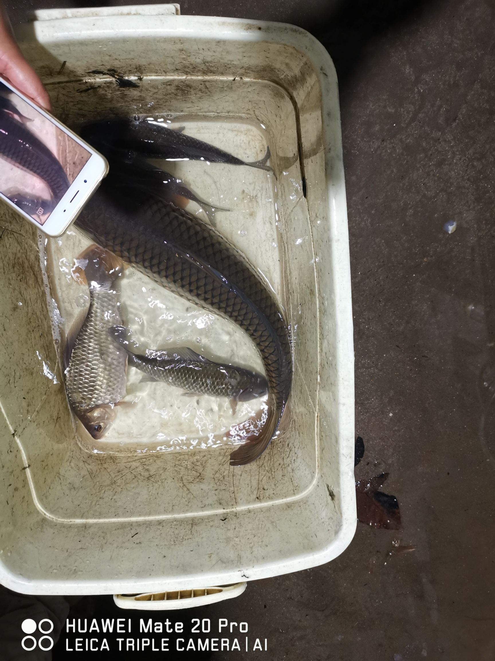 黄鲤鱼  水库鲤鱼大规格，温州苍南，饮水水源，放养，送人佳品