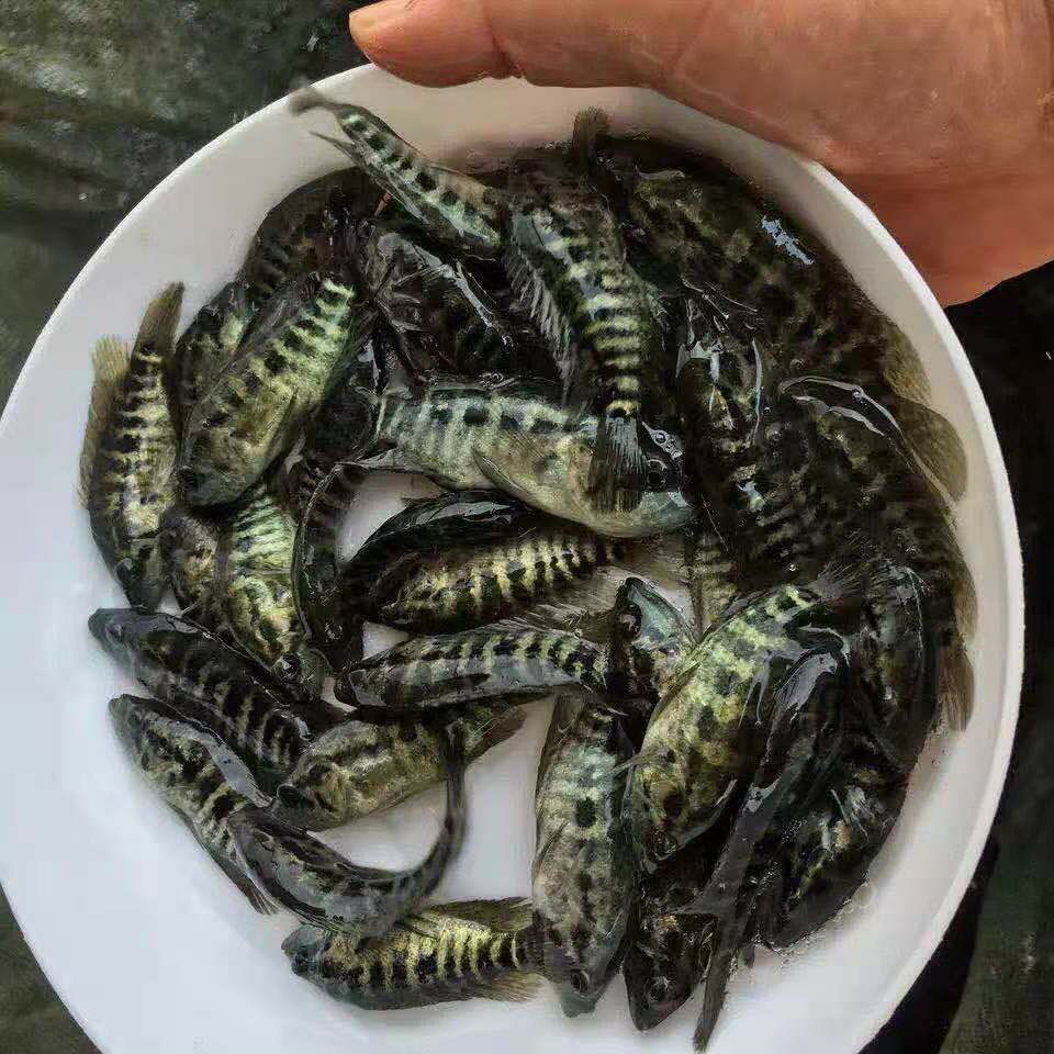 淡水石斑鱼苗，产地直供，技术指导，可视频看货。