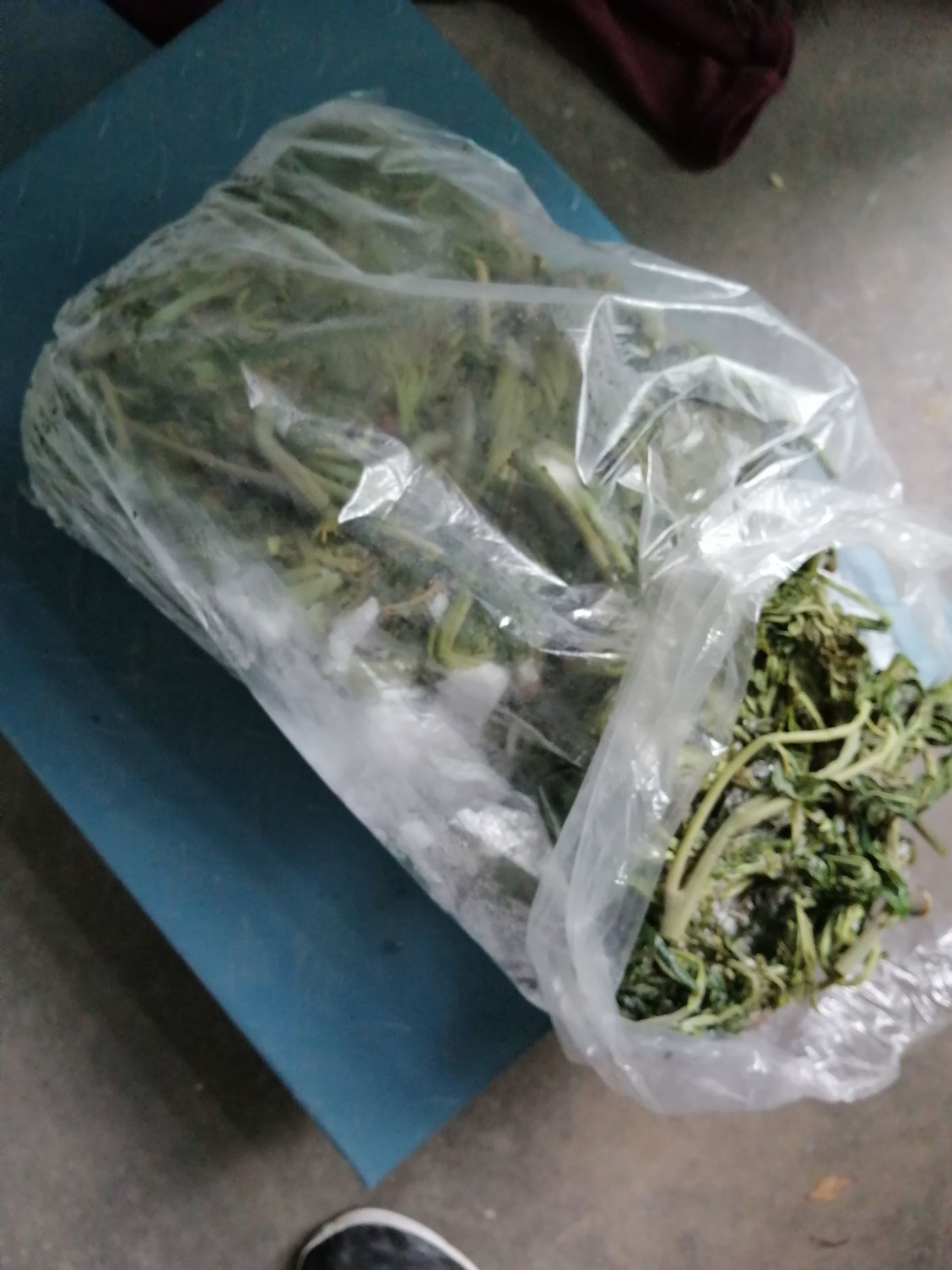 红油香椿 香椿芽，长在树上的野菜！