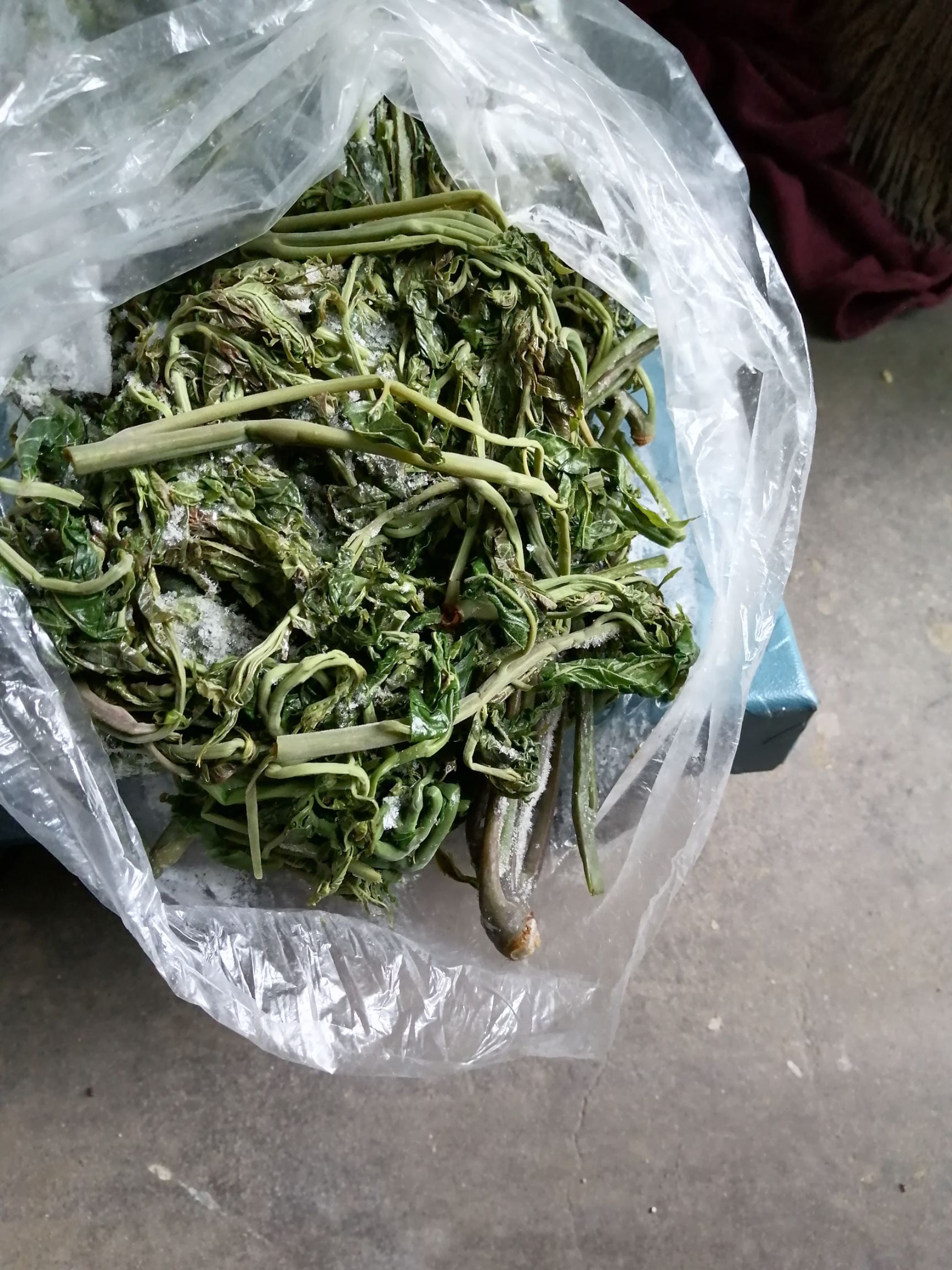 红油香椿 香椿芽，长在树上的野菜！