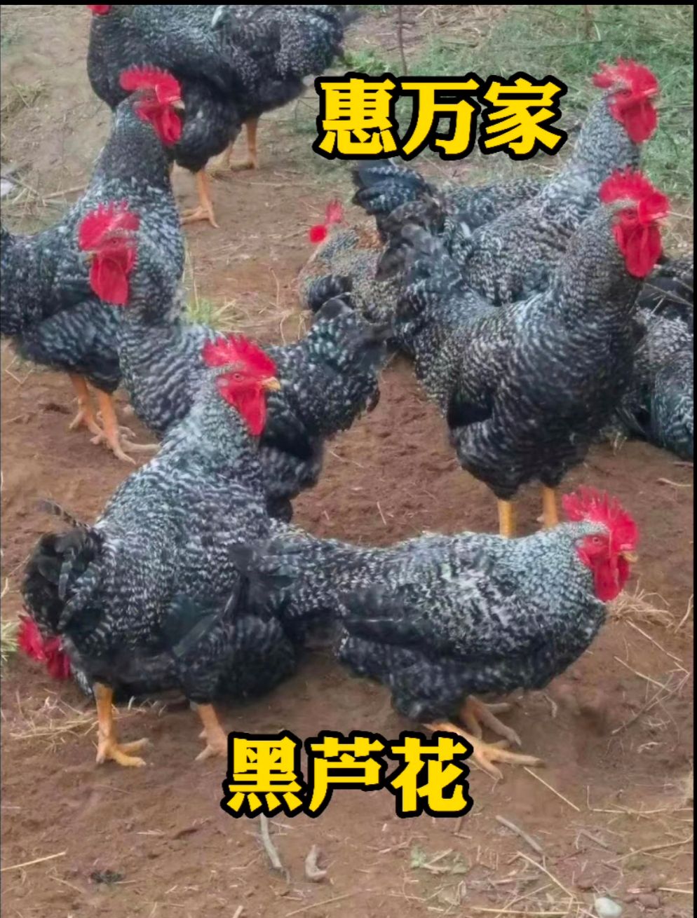 黑芦花鸡苗 白芦花鸡苗 红芦花鸡苗 金芦花鸡苗 运输包存/活