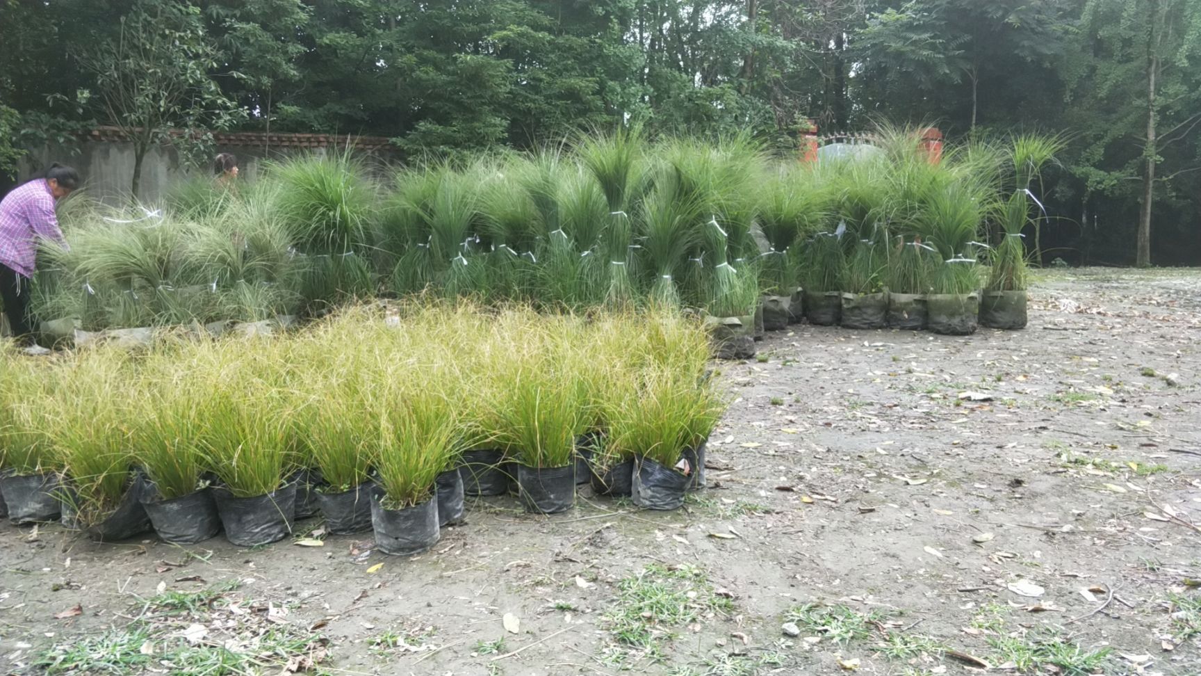 穗花牡荆，天蓝鼠尾草，凤凰绿苔草，小兔子蓝尾草，细叶芒