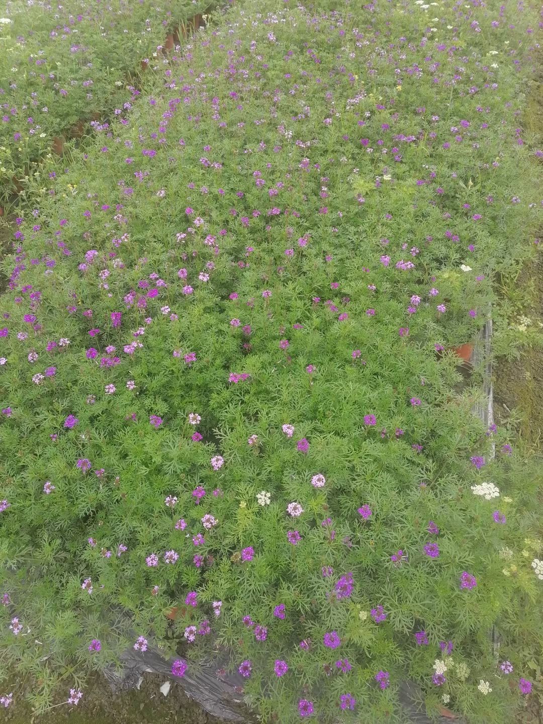 穗花牡荆，天蓝鼠尾草，凤凰绿苔草，小兔子蓝尾草，细叶芒