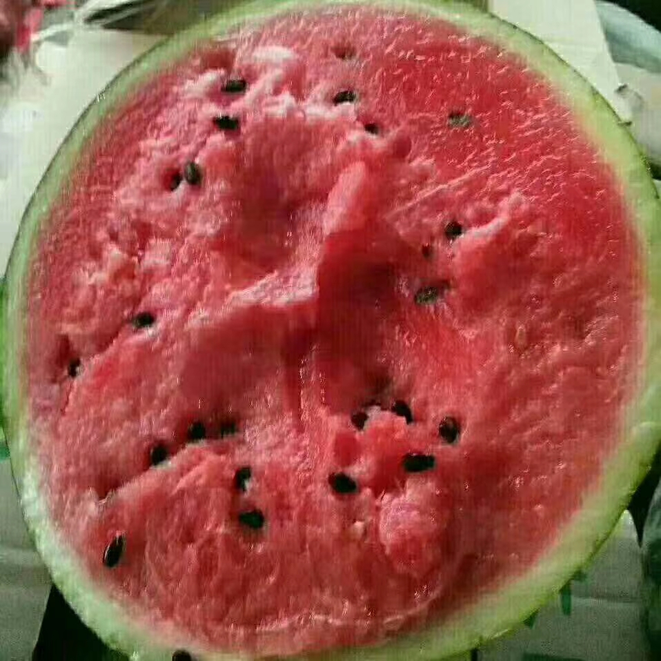 美都西瓜 河南省开封市通许县 1茬 