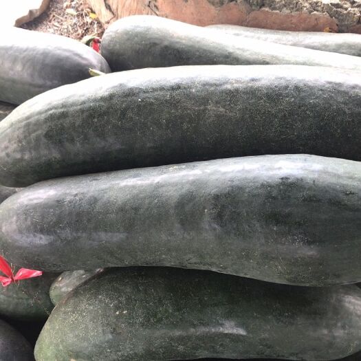 英德市黑皮冬瓜，长80cm-100cm，皮黑肉嫩