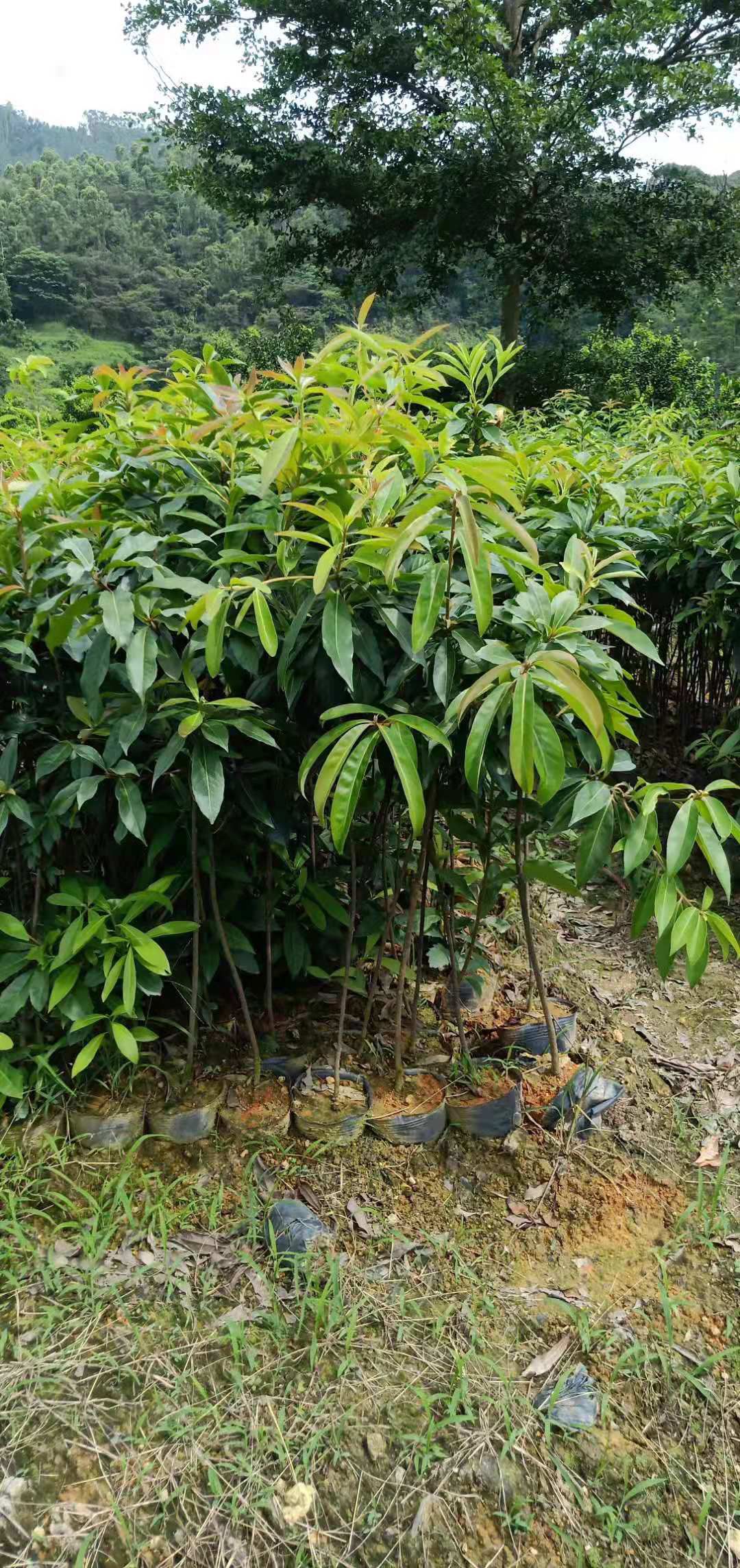 大袋60起木荷苗基地直销批发，有需要的老板请联系，量大有优惠