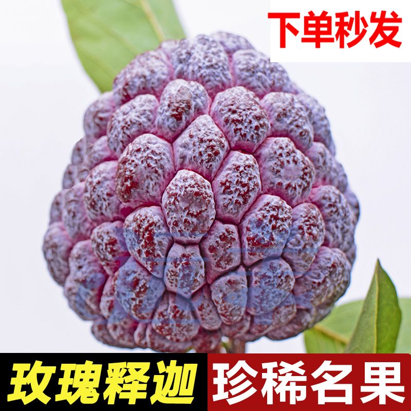 释迦果 【果中贵族】玫瑰释迦水果新鲜牛奶果佛头果番荔枝