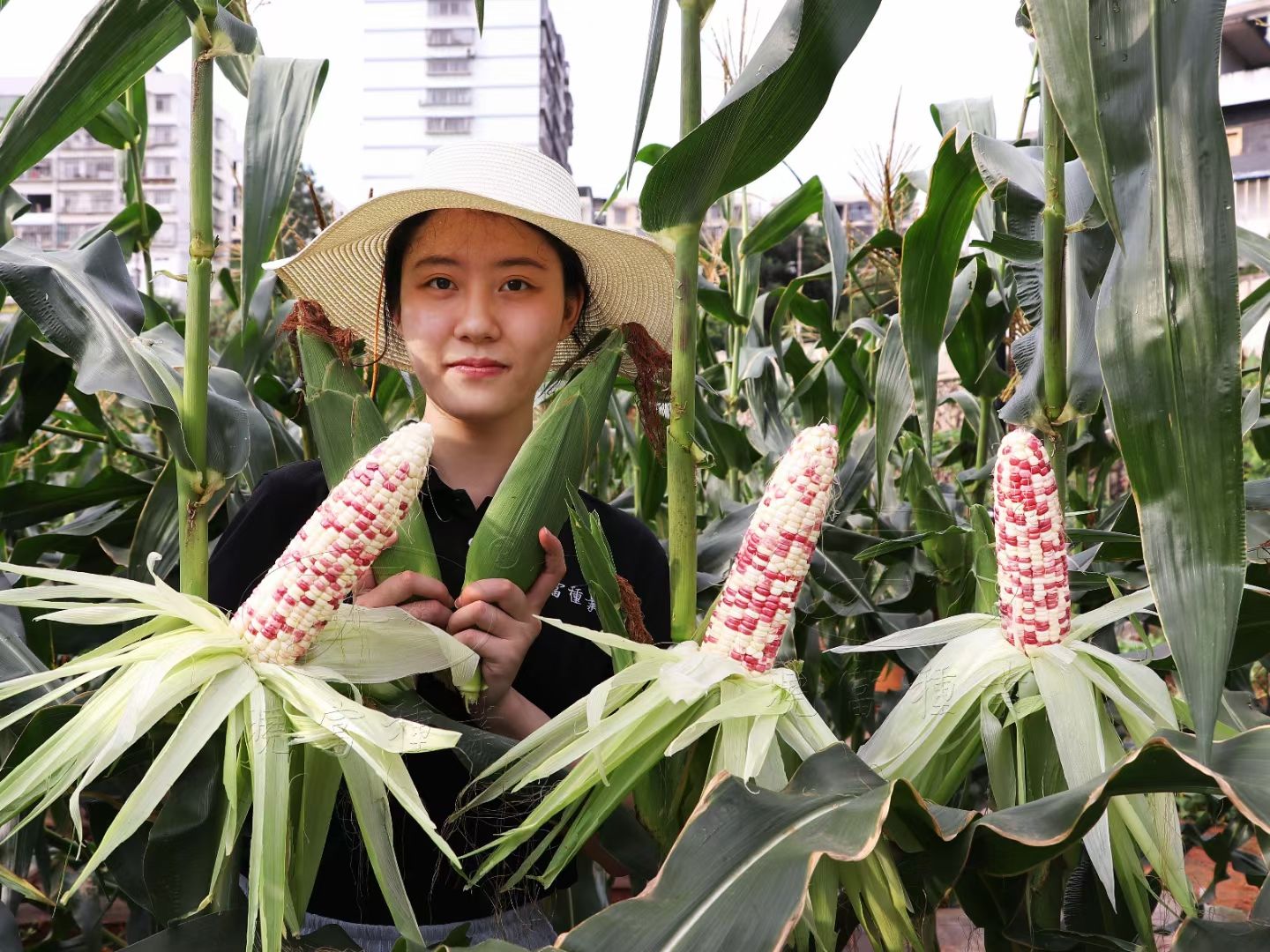 宝马937、钱多多9号彩甜糯玉米种子，产量高口感好，品质好