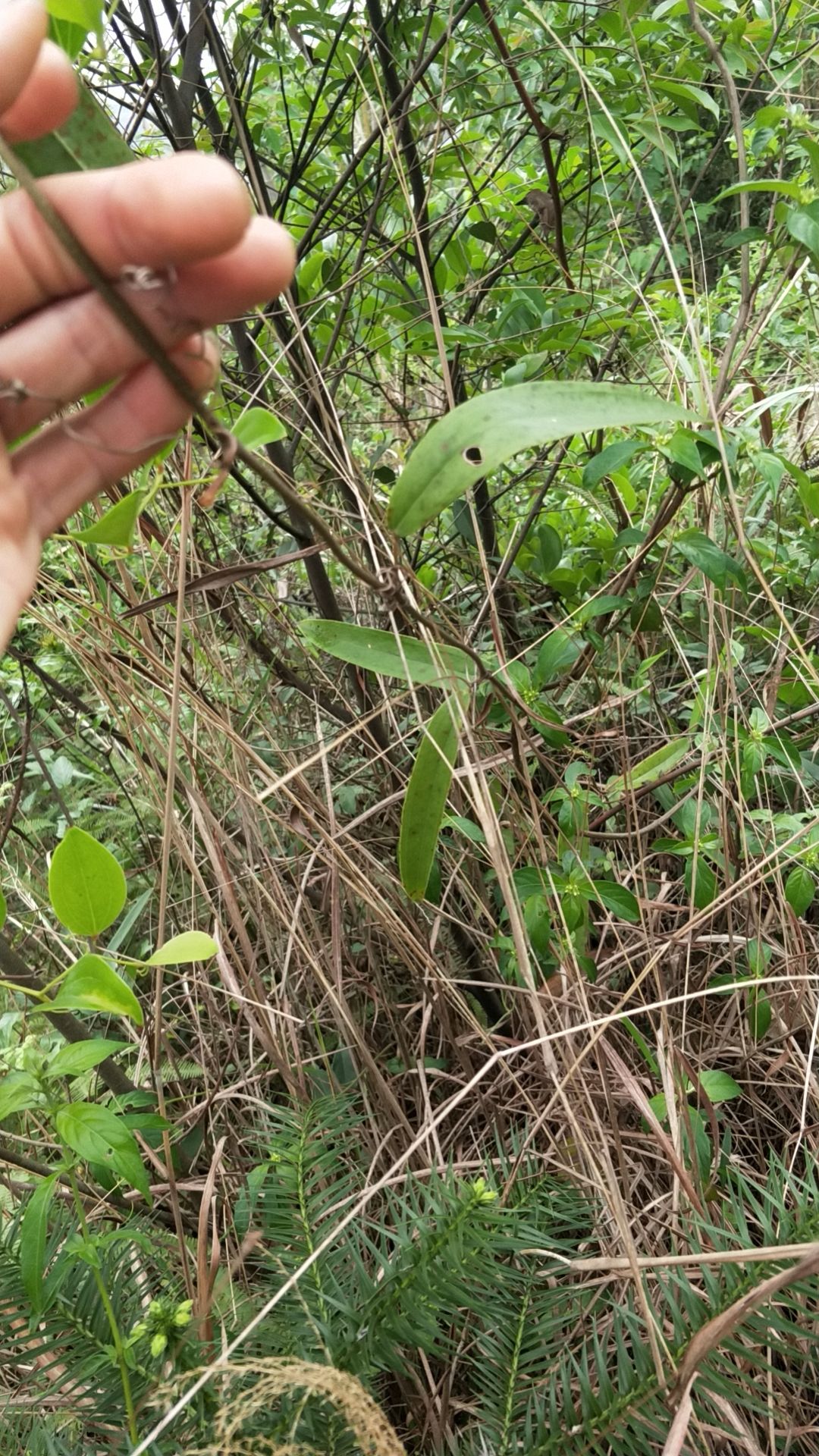  清远市英德土茯苓