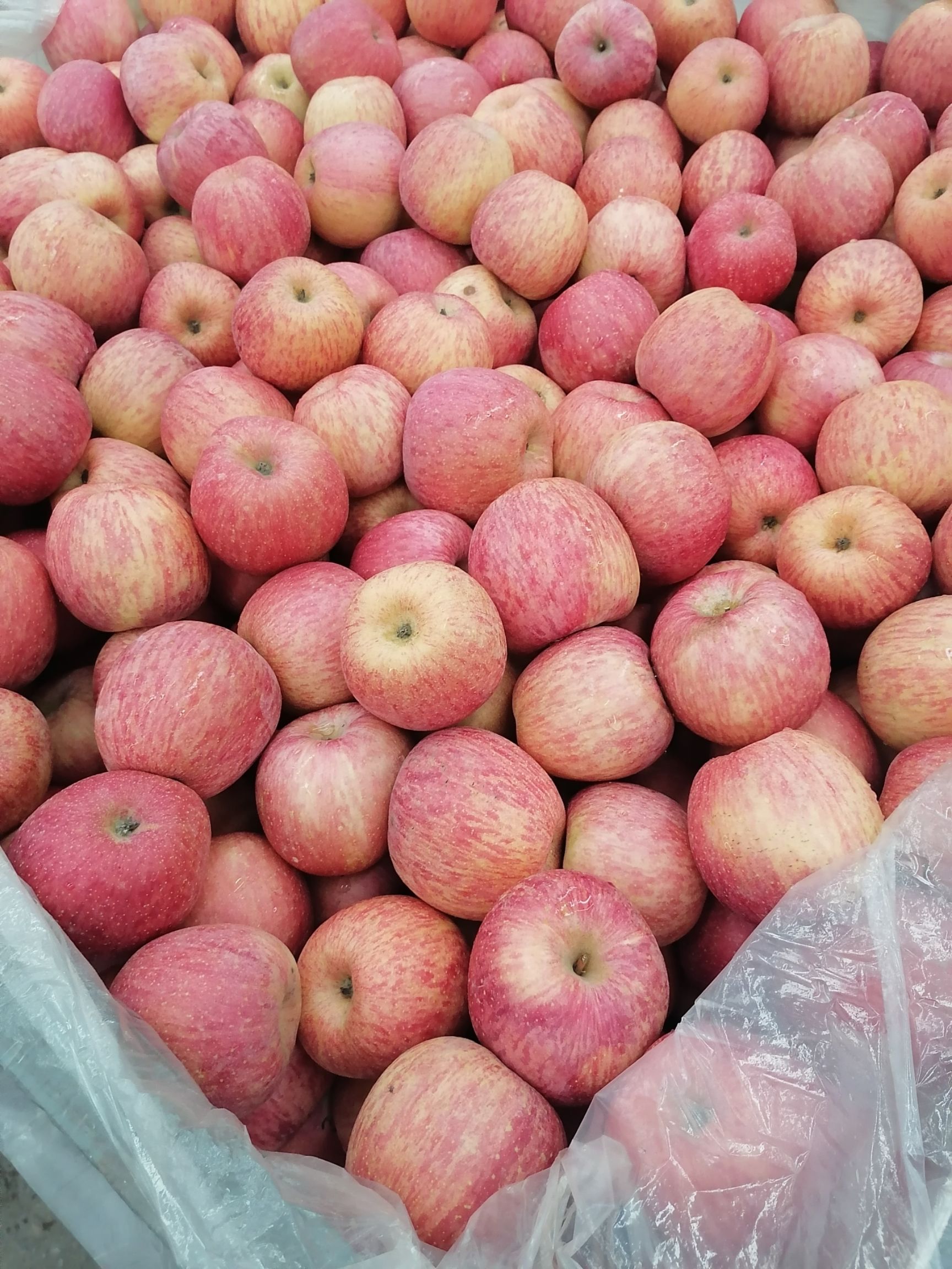 红富士苹果上市  库存水晶红富士出库  品质好  口感脆甜