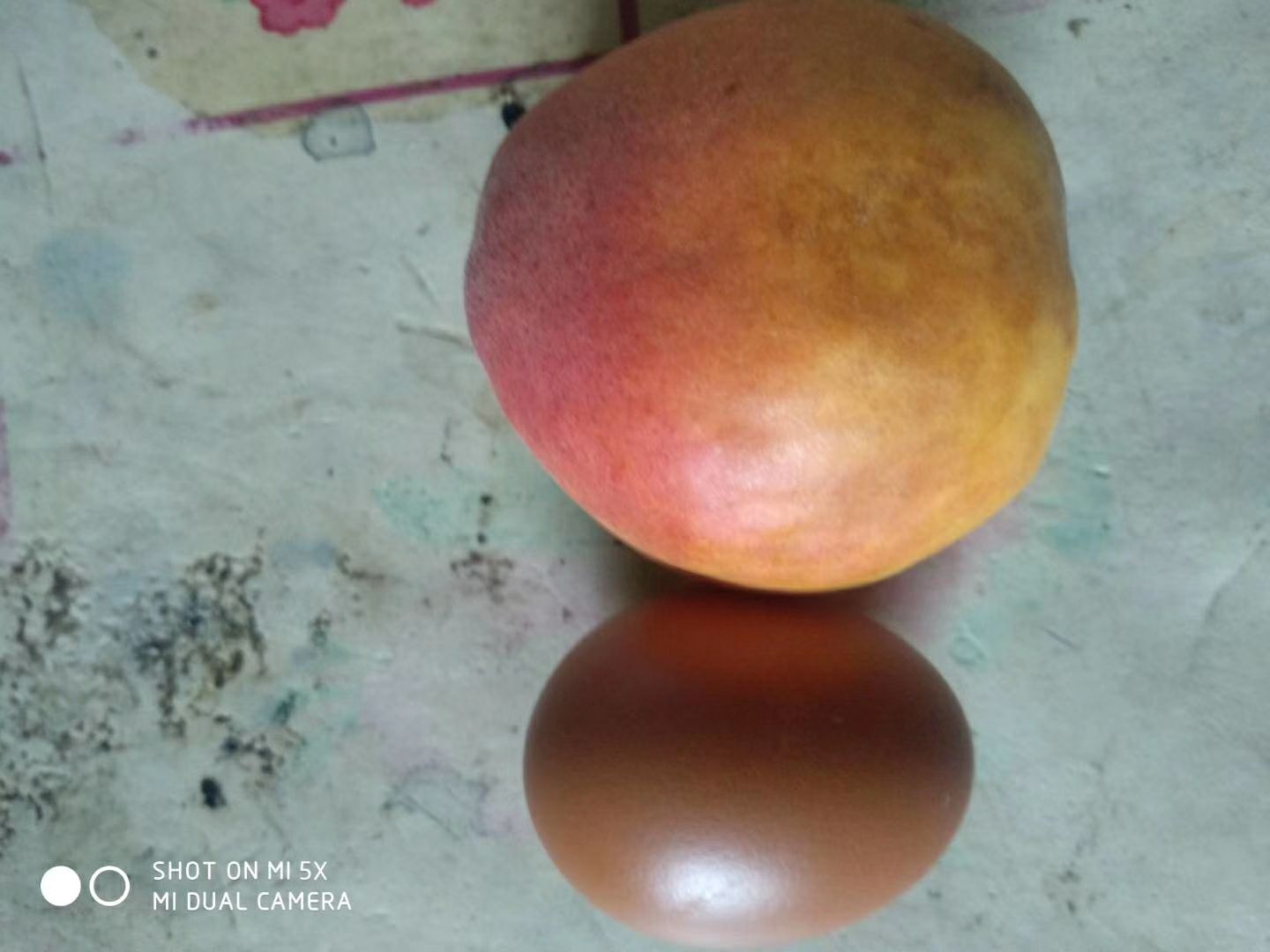 杏树苗 杏苗 沙金红杏树苗