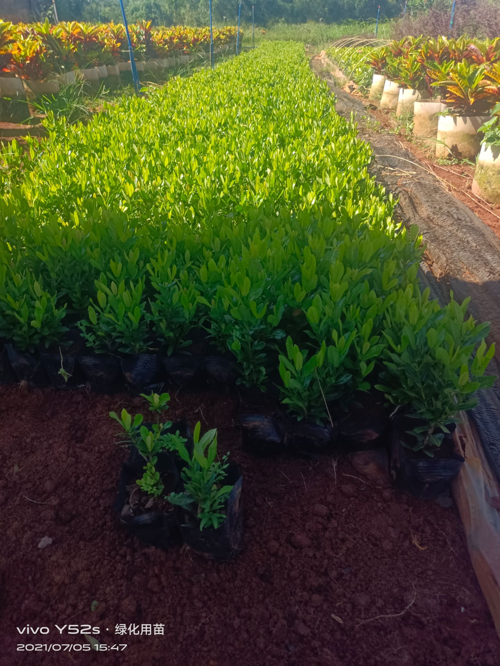  靓货小叶龙船花