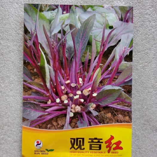 祁阳市 原包装金阳红观音红红菜苔种子耐寒抗病丰产净含量10克/包