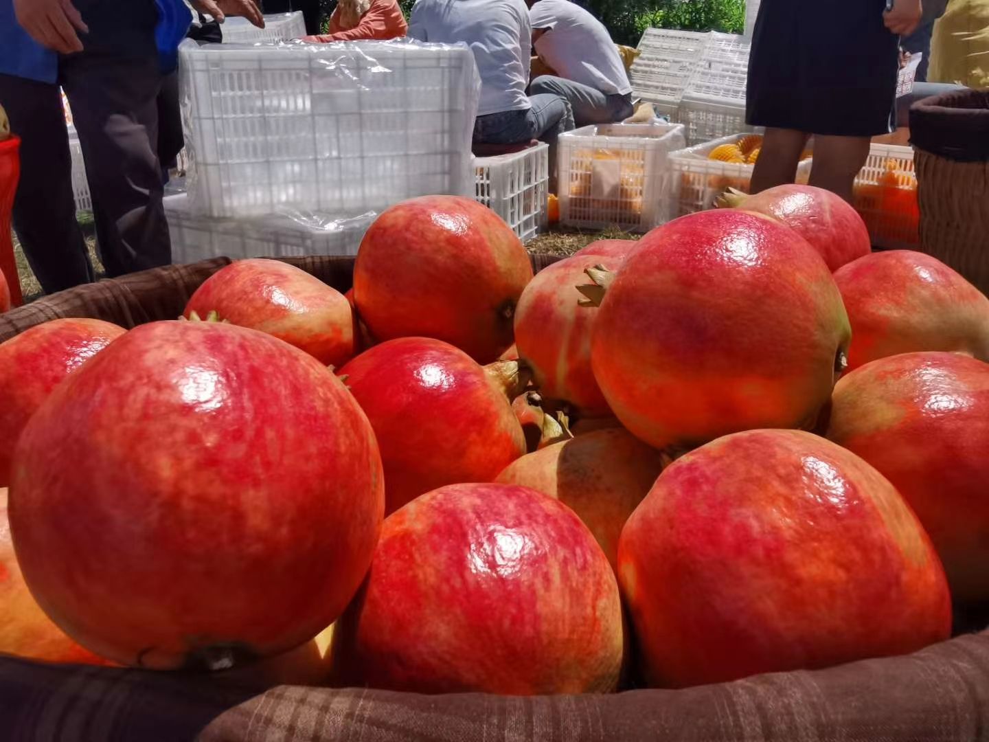 石榴突尼斯软籽石榴会理软籽石榴