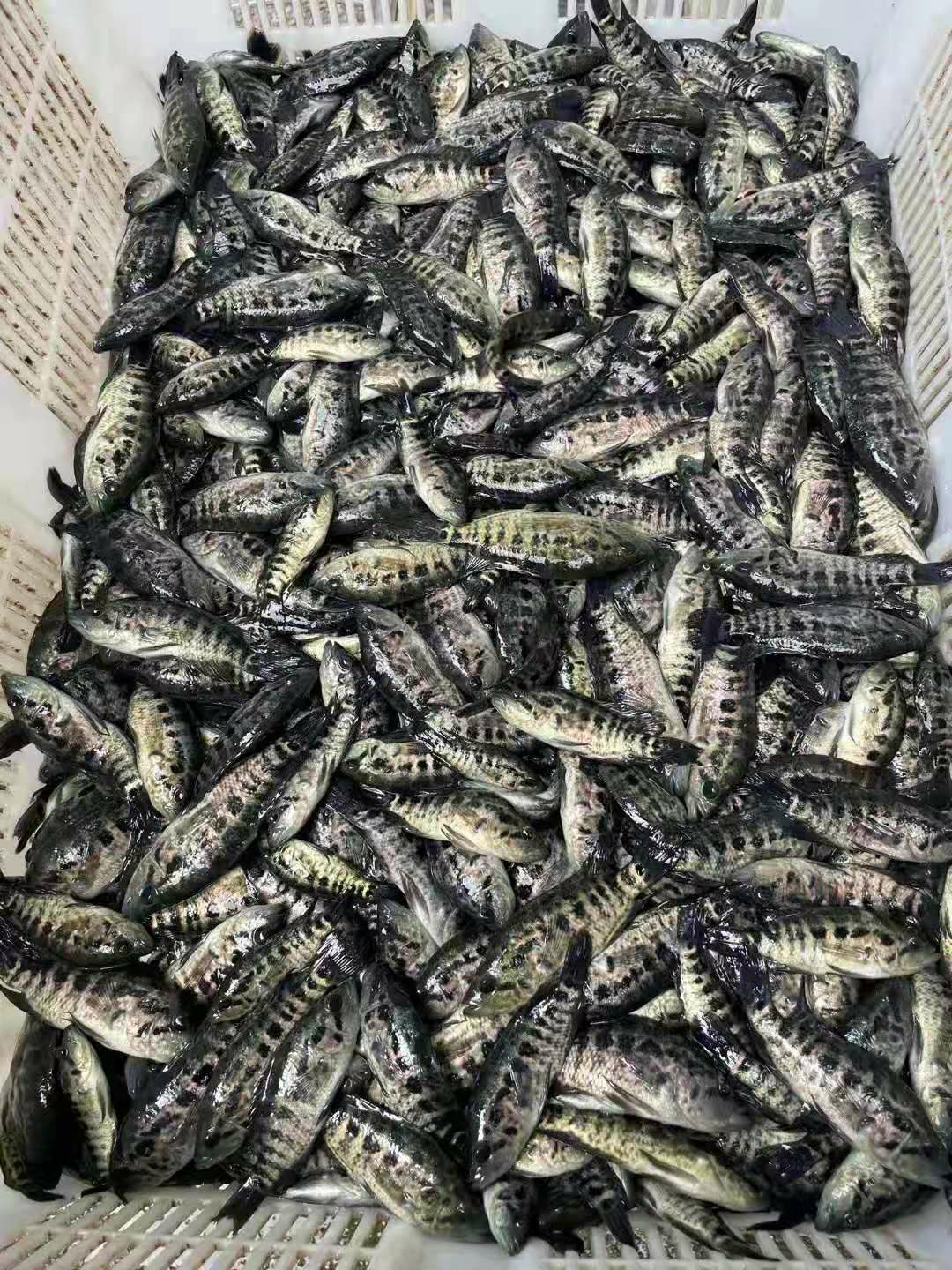 淡水石斑鱼苗，产地直供，技术指导，可视频看货。